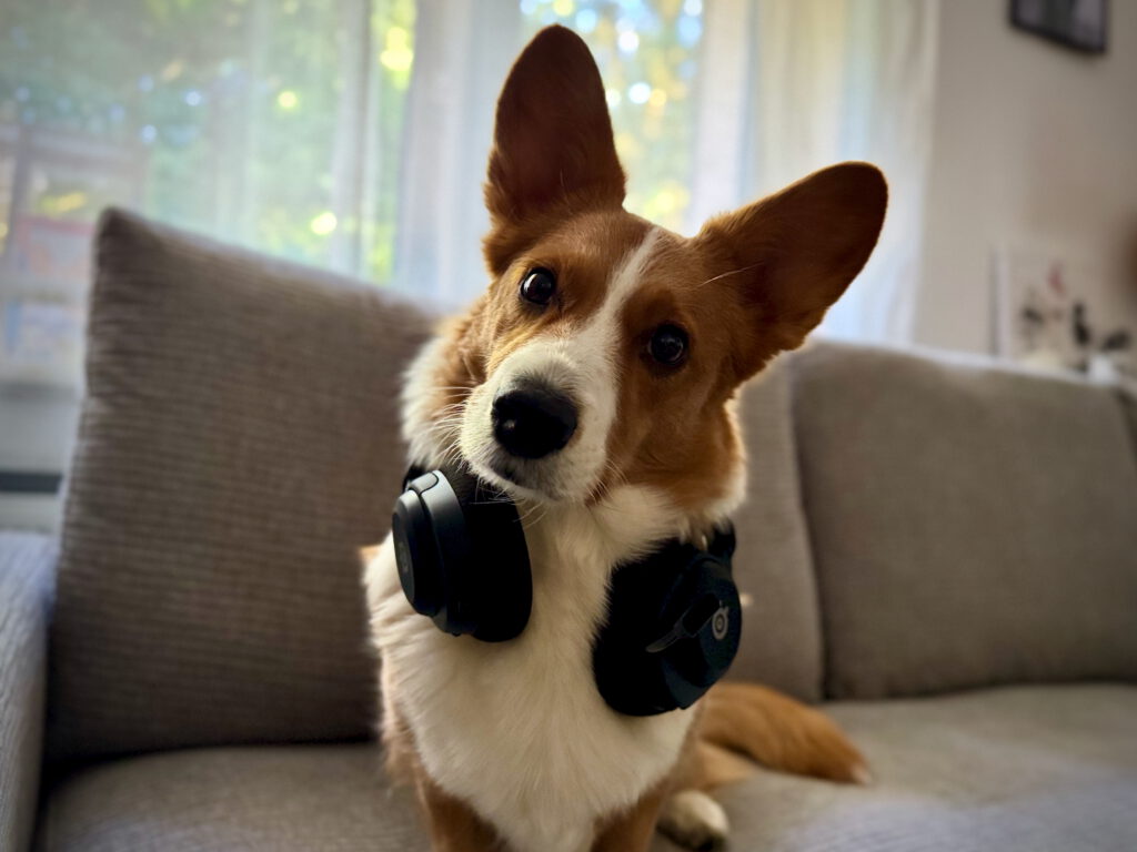 Corgi Cardigan Mavis mit dem SteelSeries Arctis Nova 5.