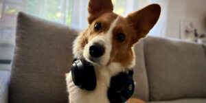 Corgi Cardigan Mavis mit dem SteelSeries Arctis Nova 5.